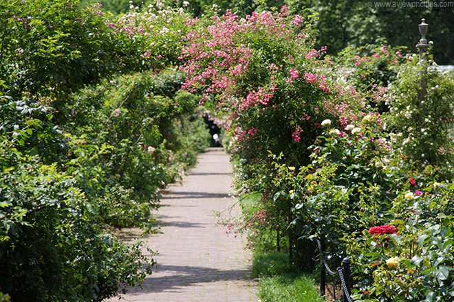 Rose Garden At The Brooklyn Botanic Garden New York Brooklyn