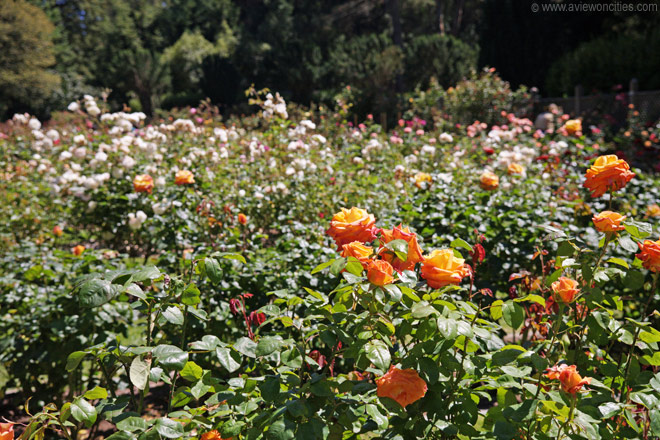 Rose Garden Golden Gate Park San Francisco Golden Gate Park