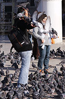 Pigeons at St Mark's Square, Venice