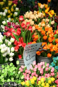 Tulips at the flower market in Amsterdam
