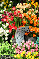 Tulips at the flower market in Amsterdam