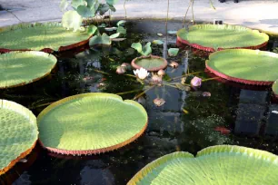 Water lilies at the Hortus Botanicus in Amsterdam