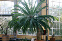 Eastern Cape cycad at the hortus in Amsterdam