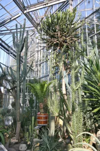 Desert climate zone at the Hortus Botanicus in Amsterdam, Netherlands