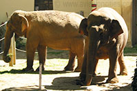 Elephants, Antwerp Zoo