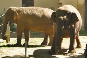 Elephants, Antwerp Zoo