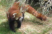 Red Panda, Antwerp Zoo