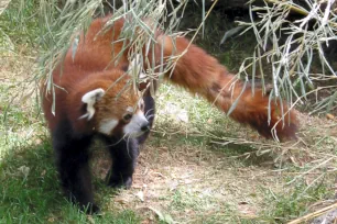 Red Panda, Antwerp Zoo