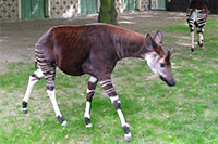 Okapi, Antwerp Zoo