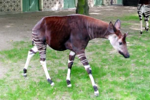 Okapi, Antwerp Zoo