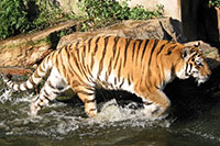 Siberian Tiger, Antwerp Zoo