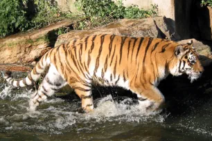 Siberian Tiger, Antwerp Zoo