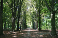 Tree-lined path in Rivierenhof