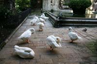 Geese in the cloister of the Barcelona Cathedral
