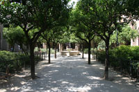 Garden at the Old Hospital of Santa Creu
