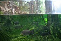 Fish in the flooded forest of the CosmoCaixa
