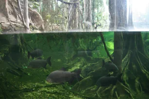 Fish in the flooded forest of the CosmoCaixa, Barcelona's Science Museum