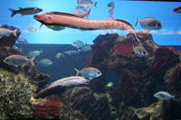 Mediterranian sea life in the Barcelona Aquarium