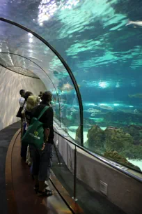 Underwater tunnel, Barcelona aquarium