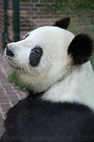 Giant Panda, Berlin Zoo