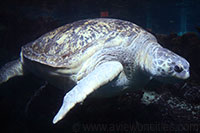 Sea Turtle, New England Aquarium