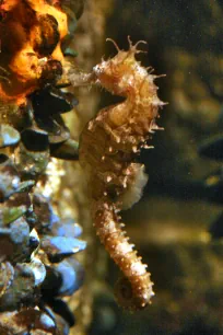 Seahorse, New England Aquarium
