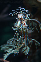 Leafy Sea Dragon, New England Aquarium