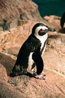 Penguin, New England Aquarium