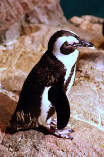 African Penguin, New England Aquarium