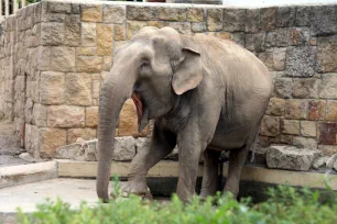 Elephant, Budapest Zoo