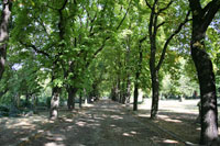 Tree-lined lane in the Kerepesi Cemetery