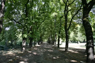 Tree-lined lane in the Kerepesi Cemetery, Budapest