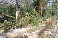 Cacti at the Botanical garden in Budapest