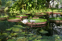 Giant Amazon water lily, Budapest botanical garden