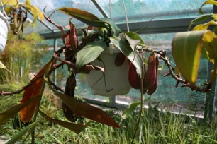 Carnivorous plants, Füvészkert, Budapest