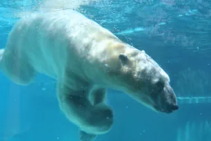 Polar Bear in Lincoln Park Zoo, Chicago