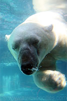 Polar Bear, Lincoln Park Zoo
