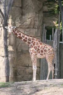 Giraffe, Lincoln Park Zoo