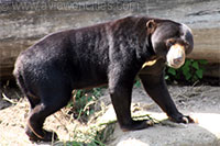 Sun Bear, Lincoln Park Zoo