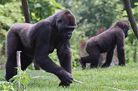 Gorilla, Lincoln Park Zoo