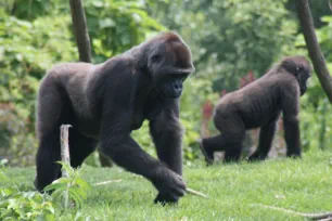 Gorilla, Lincoln Park Zoo, Chicago