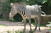 Zebra, Lincoln Park Zoo