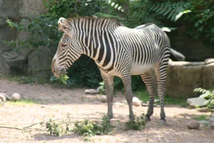 Zebra, Lincoln Park Zoo, Chicago