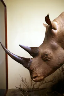 Rhinoceros diorama, Field Museum