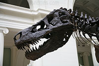 T-Rex Sue, Field Museum, Chicago