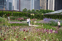 Lurie Garden, Millennium Park
