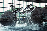 Dolphin Show, Shedd Aquarium, Chicago