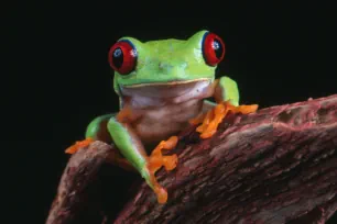 Red-Eyed Tree Frog, Shedd Aquarium, Chicago