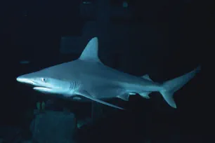 Sandbar Shark, Shedd Aquarium, Chicago