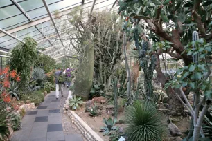 Succulents in the greenhouse of the Flora & Botanical Garden in Cologne